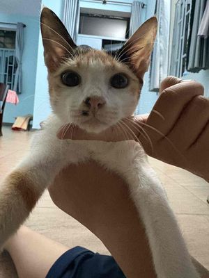Mua mèo ta TP HCM: Kinh nghiệm chọn và địa chỉ
