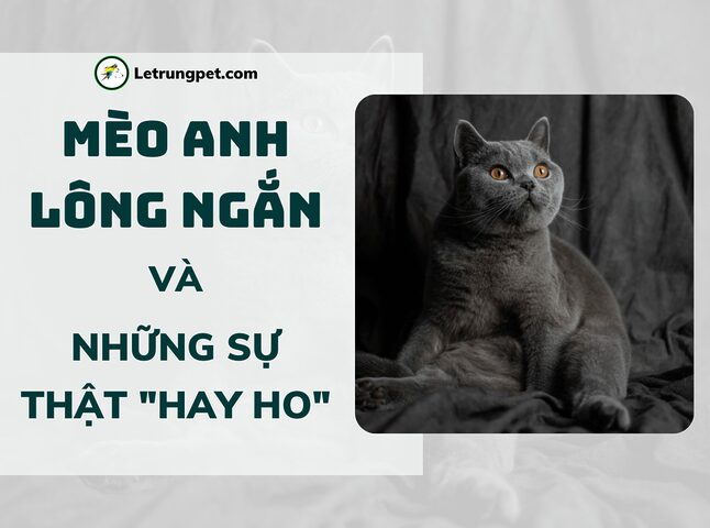 Giá Mèo Anh Lông Ngắn Bicolor Cập Nhật Chi Tiết