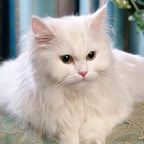 Mèo Ba Tư Lông Dài Persian: Đặc Điểm Chi Tiết