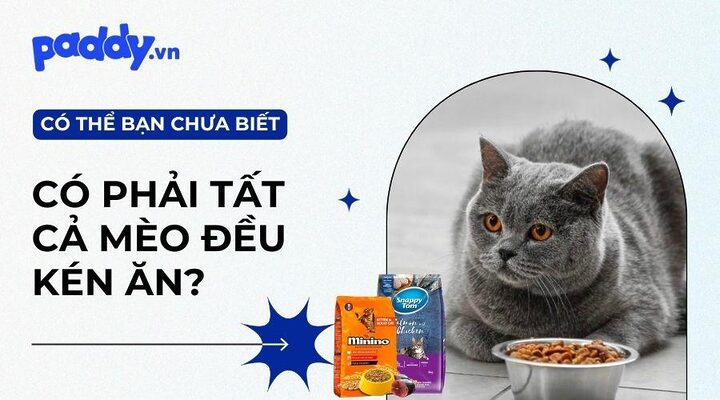 Mèo Bị Kén Ăn: Nguyên Nhân, Dấu Hiệu & Cách Xử Lý