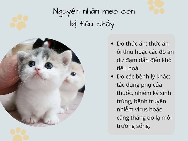 Mèo Bị Khó Tiêu: Nguyên Nhân, Dấu Hiệu & Cách Xử Lý