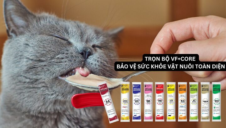 Chế độ Dinh Dưỡng Cho Mèo Anh Lông Ngắn 2 Tháng Tuổi