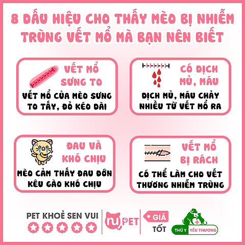 Mèo Bị Nhiễm Trùng Vết Thương: Dấu Hiệu Và Điều Trị