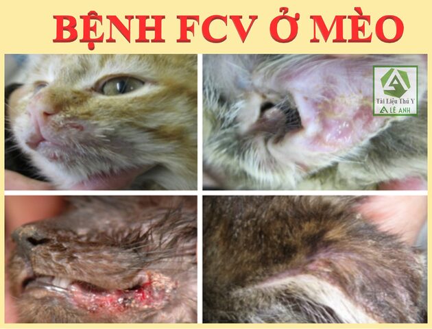 Mũi mèo bị bệnh: Dấu hiệu và cách xử lý