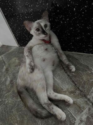 Mèo Xiêm Đà Nẵng: Đặc Điểm, Chăm Sóc và Tìm Mua Uy Tín