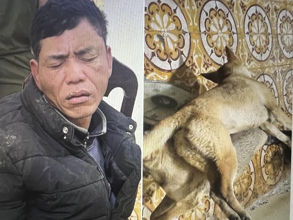 Trộm mèo bị đánh chết: Hệ lụy pháp lý và xã hội
