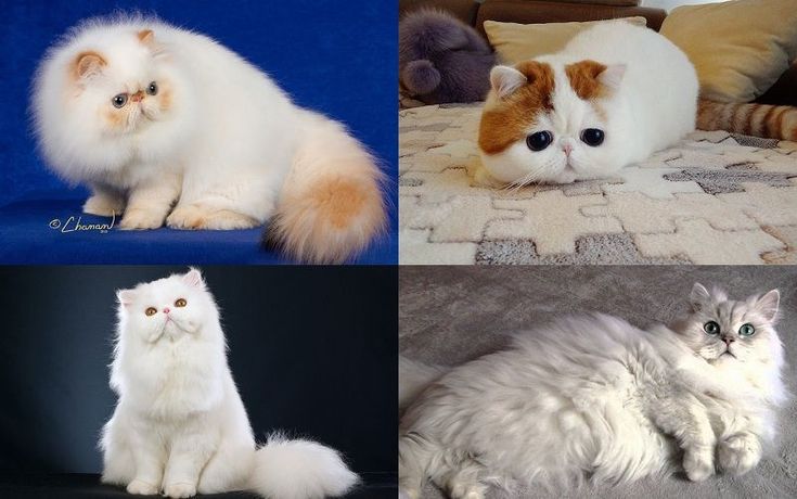 Mèo Ba Tư Chibi: Giải Mã Vẻ Đáng Yêu Và Những Điều Cần Biết
