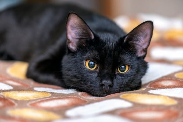 Hướng Dẫn Sơ Cứu Khi Mèo Bị Bỏng