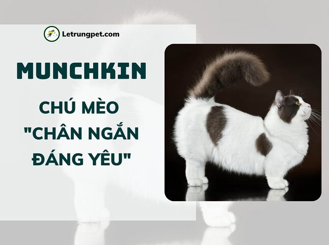 Tìm hiểu mèo chân ngắn đuôi sóc: Đặc điểm, nguồn gốc và cách chăm sóc