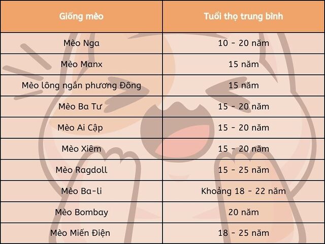 Tuổi thọ của mèo Anh lông dài: Chi tiết & Cách tăng