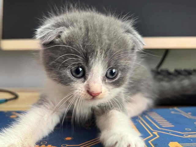 Hướng Dẫn Tìm Mèo Anh Lông Ngắn Biên Hòa Uy Tín