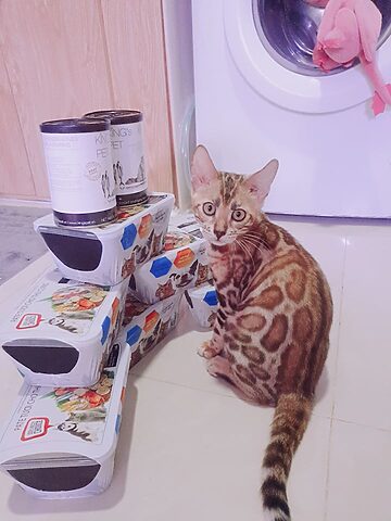 Mèo Bị Hạ Bàn: Nguyên Nhân, Triệu Chứng Và Cách Chăm Sóc