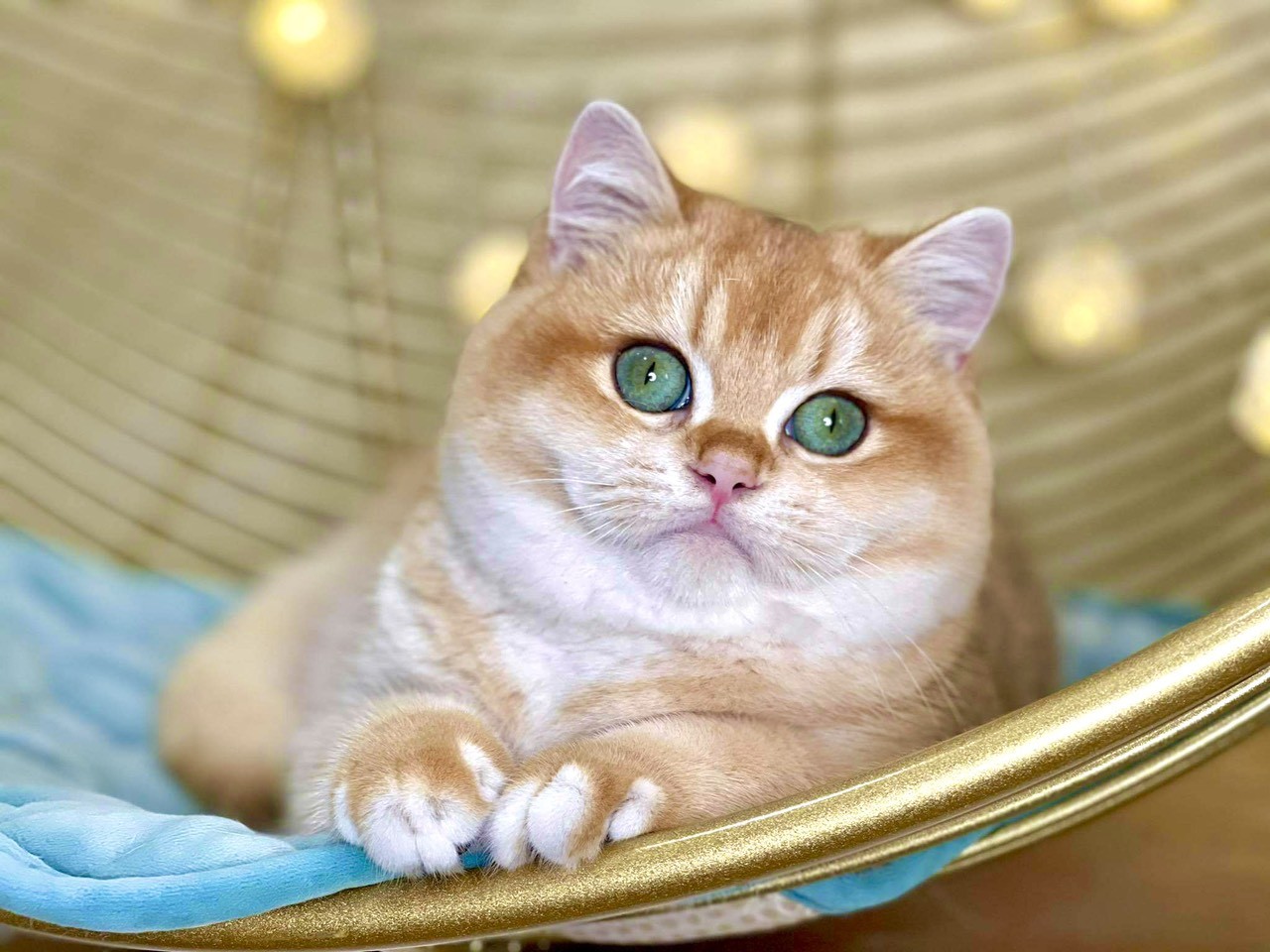 Giá Mèo Anh Lông Ngắn Bicolor Cập Nhật Chi Tiết