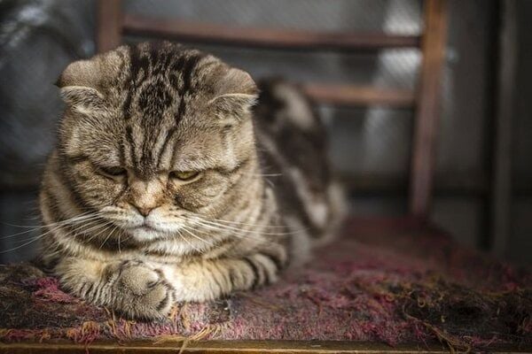 Mèo bị stress: Cách nhận biết và chữa trị