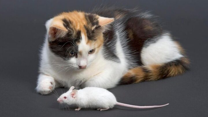 Khả năng bắt chuột của mèo Anh lông ngắn