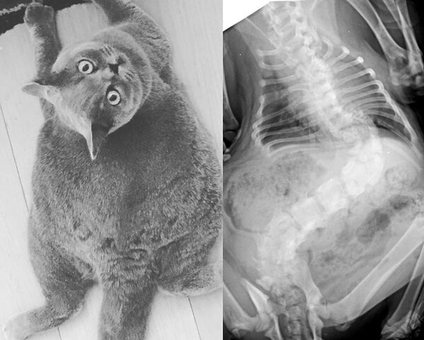 Mèo Bị Dị Tật Cột Sống: Dấu Hiệu, Chẩn Đoán Và Cách Chăm Sóc