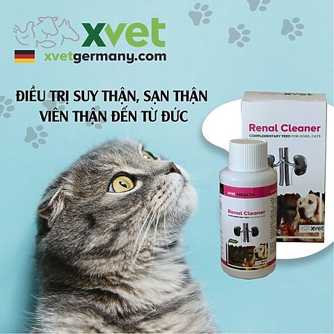 Cách Điều Trị Mèo Bị Sạn Thận Hiệu Quả