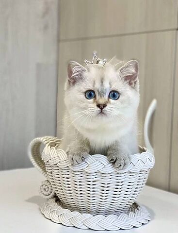 Giá Mèo Ragdoll: Cập Nhật Chi Tiết và Các Yếu Tố Ảnh Hưởng Năm Nay