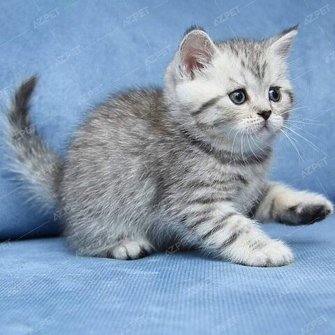 Mèo Anh Lông Ngắn Màu Tabby Blue: Đặc Điểm và Chăm Sóc Chi Tiết
