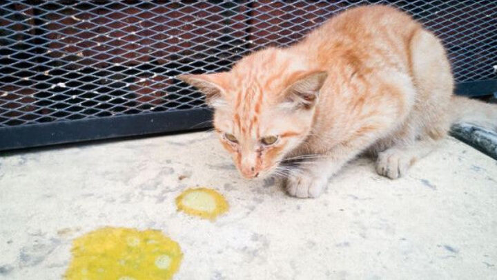 Mèo Bị Tiêu Chảy Nhưng Vẫn Ăn Uống Bình Thường: Nguyên Nhân & Xử Lý