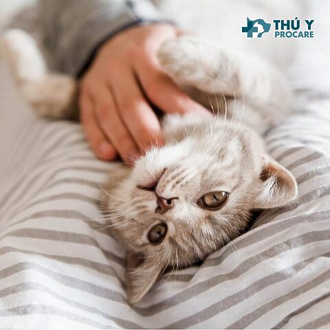 Mèo Bị Báng Bụng: Nguyên Nhân, Triệu Chứng Và Cách Xử Lý