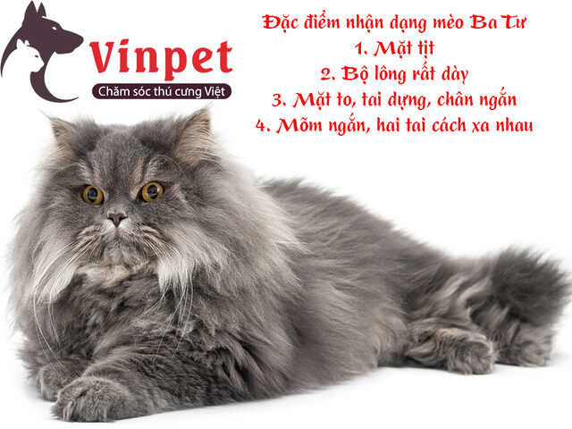 Hướng dẫn chăm sóc mắt mèo Ba Tư chi tiết nhất