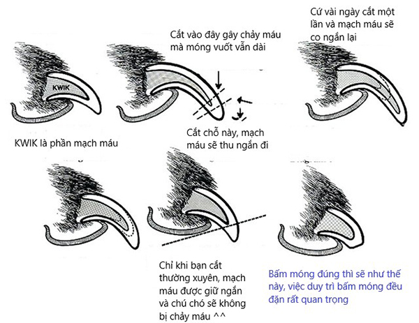 Cách xử lý móng mèo bị chảy máu & phòng ngừa