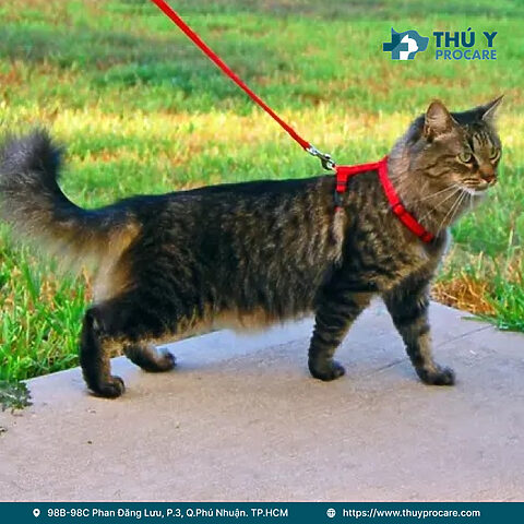 Mèo bị xích cổ: Nỗi khổ và hiểm họa khôn lường