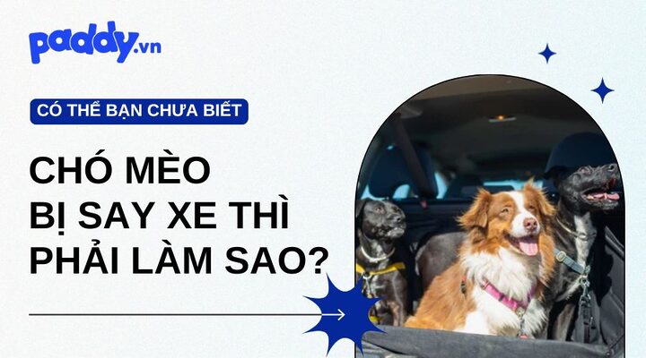 Mèo Bị Say Xe: Dấu Hiệu, Nguyên Nhân & Cách Khắc Phục