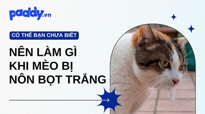 Mèo bị ho và nôn: Nguyên nhân, Triệu chứng & Chăm sóc