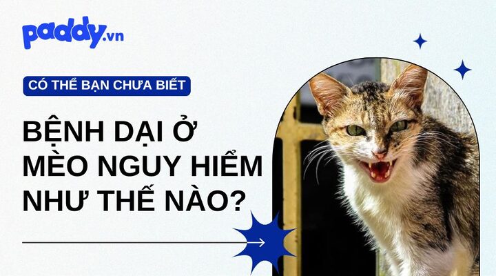 Mèo Bị Dại Có Rặn Không? Hiểu Rõ Triệu Chứng Bệnh Dại ở Mèo