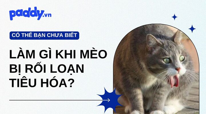 Mèo bị rối loạn tiêu hóa: Nguyên nhân, dấu hiệu & cách xử lý