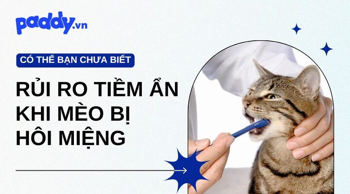 Mèo Bị Hôi Miệng: Nguyên Nhân và Cách Xử Lý Hiệu Quả