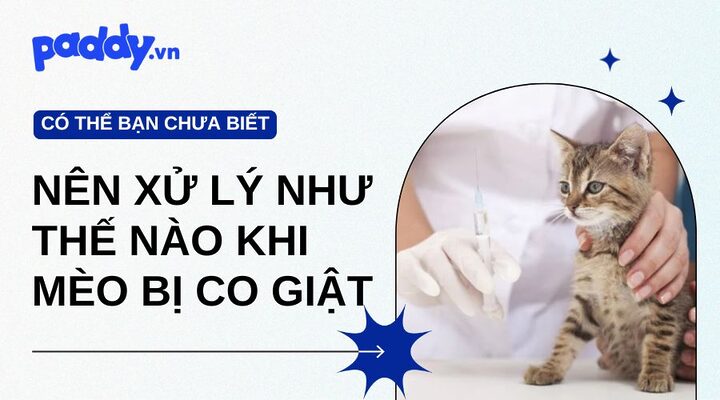 Mèo Bị Co Giật Sùi Bọt Mép: Dấu Hiệu & Xử Lý Đúng Cách