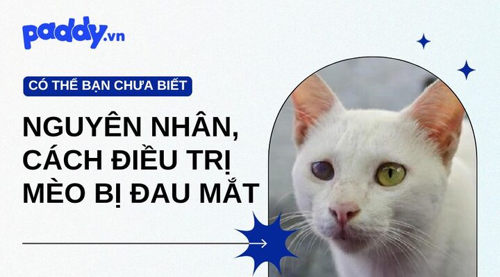 Mèo bị đau mắt: Nguyên nhân, triệu chứng và cách điều trị