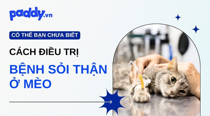 Sỏi thận ở mèo: Dấu hiệu, điều trị & phòng ngừa hiệu quả