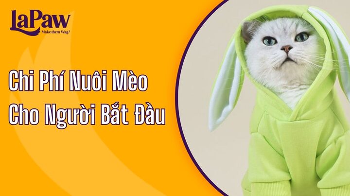 Chi Phí Nuôi Mèo Anh Lông Ngắn Chi Tiết Từng Khoản