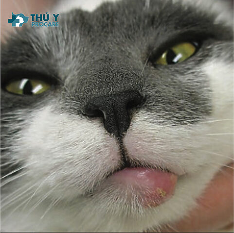 Mèo Bị Lở Miệng Phần Răng Nanh: Triệu Chứng, Nguyên Nhân & Trị Liệu