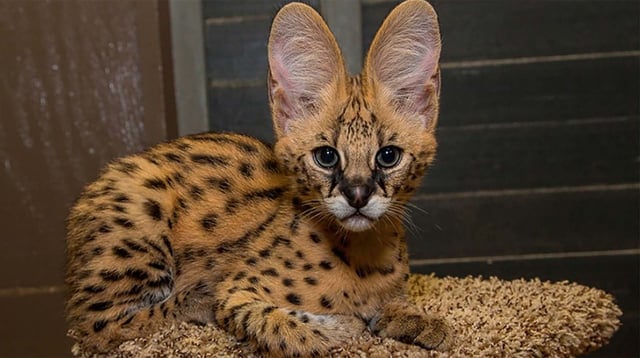 Mèo Rừng Nam Phi Serval: Đặc Điểm, Tập Tính & Bảo Tình