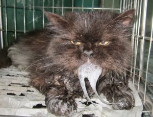 Bệnh Parvo ở Mèo: Dấu hiệu, Cách điều trị & Phòng ngừa Hiệu quả