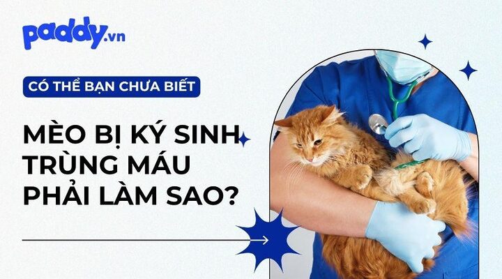 Mèo Bị Sốt Xuất Huyết: Sự Thật Và Những Bệnh Cần Cảnh Giác
