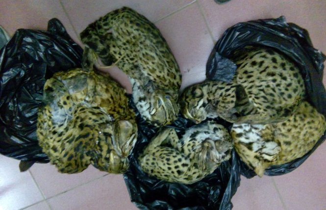 Tìm Hiểu Chi Tiết Về Việc Bán Mèo Rừng Tại Việt Nam: Từ Pháp Lý Đến Thực Tế