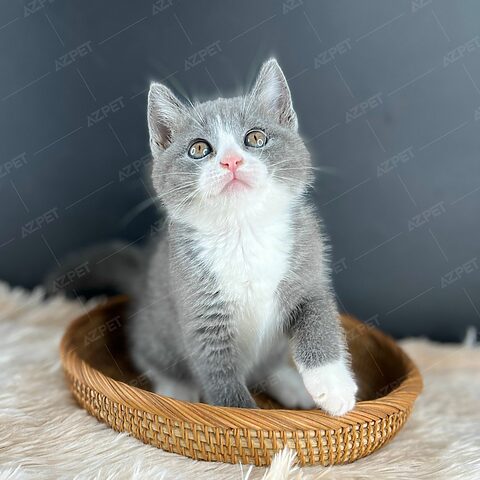 Mèo Anh Lông Ngắn Bicolor: Đặc Điểm, Tính Cách, Cách Chăm Sóc Chi Tiết
