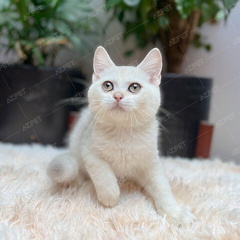 Mèo Anh Lông Ngắn Đực: Đặc Điểm Và Chăm Sóc Chi Tiết