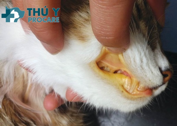 Mèo Bị Gan: Nguyên nhân, Triệu chứng, Điều trị chi tiết