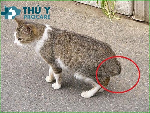 Mèo Bị Mất Đuôi: Nguyên Nhân, Hậu Quả, Chăm Sóc Chi Tiết