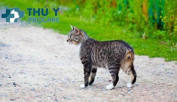Mèo Bị Mất Đuôi: Nguyên Nhân, Hậu Quả, Chăm Sóc Chi Tiết