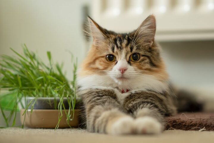 Đặc Điểm Và Cách Chăm Sóc Mèo Anh Lông Dài Tam Thể