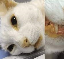 Mèo bị vàng da: Nguyên nhân, Dấu hiệu và Cách xử lý