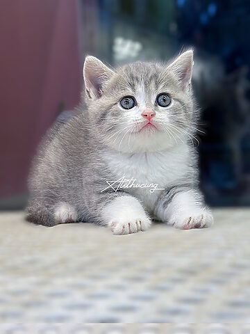 Mèo Anh Lông Ngắn Màu Tabby Blue: Đặc Điểm và Chăm Sóc Chi Tiết